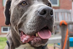   : Tonka