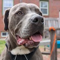   : Tonka