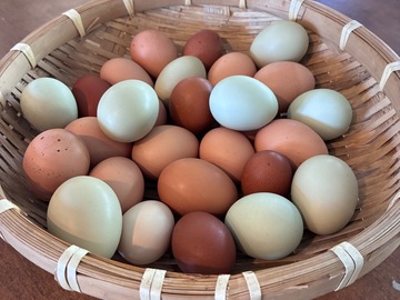 Selling with In-person Payment: Farm Fresh Eggs, Livermore, Ca