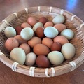 Selling with In-person Payment: Farm Fresh Eggs, Livermore, Ca