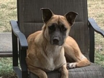  : Diesel