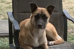   : Diesel
