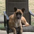   : Diesel