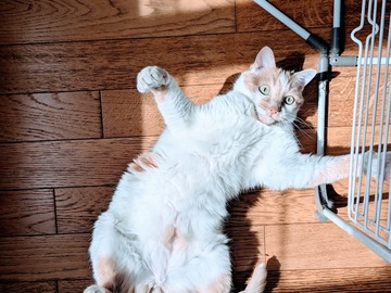 Offre: Catsitter pour chat