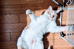 Offre: Catsitter pour chat