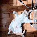 Offre: Catsitter pour chat