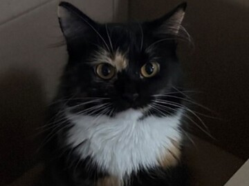   : Roxy
