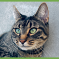  : Bibi