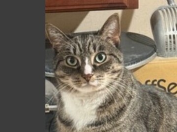   : Kittycat