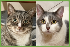  : Kittycat and Tinker
