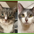  : Kittycat and Tinker