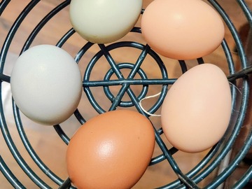 Selling with In-person Payment: Farm Fresh Multi Colored Eggs