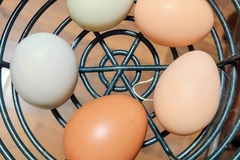 Selling with In-person Payment: Farm Fresh Multi Colored Eggs
