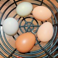 Selling with In-person Payment: Farm Fresh Multi Colored Eggs