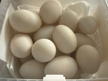 Selling with online payment: Rouen duck eggs 