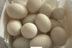 Selling with online payment: Rouen duck eggs 