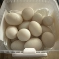 Selling with online payment: Rouen duck eggs 
