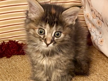   : Pippa