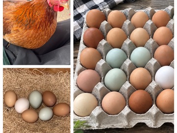 Selling with online payment: Farm Fresh Free Range Eggs 
