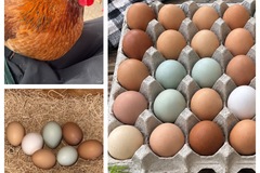 Selling with online payment: Farm Fresh Free Range Eggs 