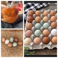 Selling with online payment: Farm Fresh Free Range Eggs 