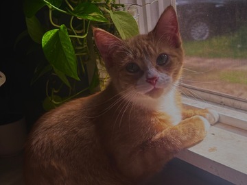   : Wanda 