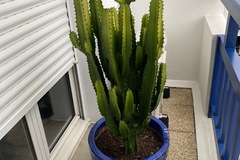 Vente: Plantes grasses très jolie, les trois plantes avec leurs pots .