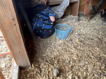 Selling with In-person Payment: Dozen chicken eggs