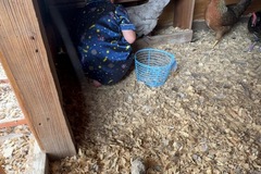 Selling with In-person Payment: Dozen chicken eggs