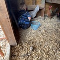 Selling with In-person Payment: Dozen chicken eggs