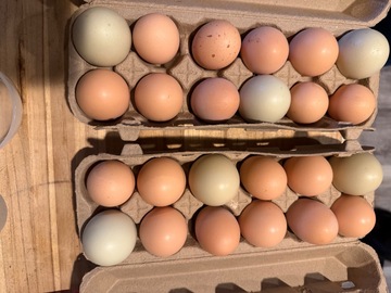 Selling with online payment: Fresh chicken eggs – large to extra large