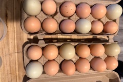 Selling with online payment: Fresh chicken eggs – large to extra large