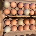 Selling with online payment: Fresh chicken eggs – large to extra large