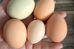 Selling with online payment: Fresh chicken eggs – large to extra large