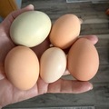Selling with online payment: Fresh chicken eggs – large to extra large