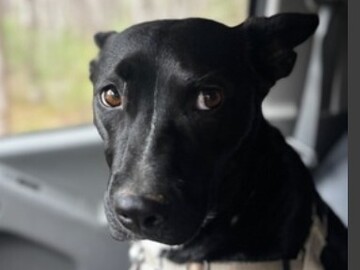   : Roo