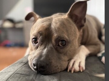   : Blu