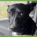  : Roo