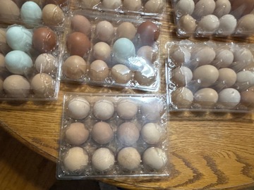 Selling with In-person Payment: Fresh free-range Eggs 