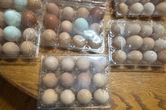 Selling with In-person Payment: Fresh free-range Eggs 