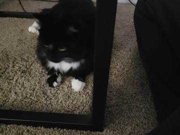   : Willow