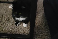   : Willow