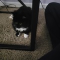   : Willow