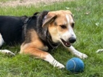   : Ruger