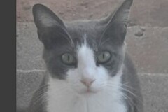   : Davey