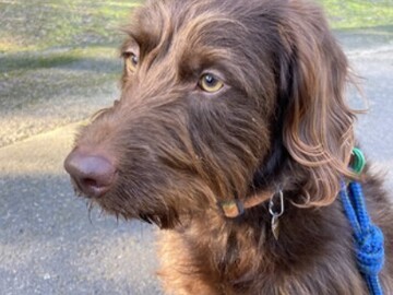   : Bailey
