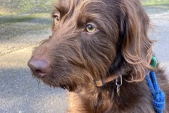   : Bailey