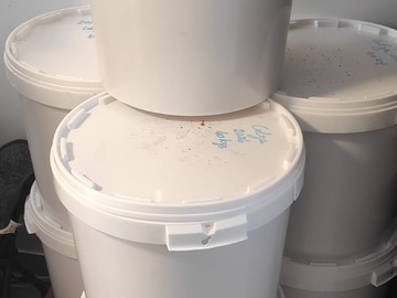 Les miels : Miel de colza français 2026 – seaux de 40 kg