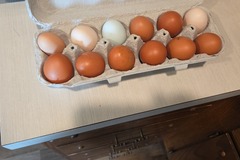 Selling with In-person Payment: Farm fresh chicken eggs 