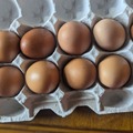 Selling with online payment: One Dozen Brown Eggs